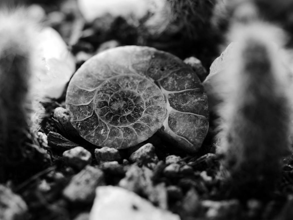 grayscale photo of an ammonite shell
